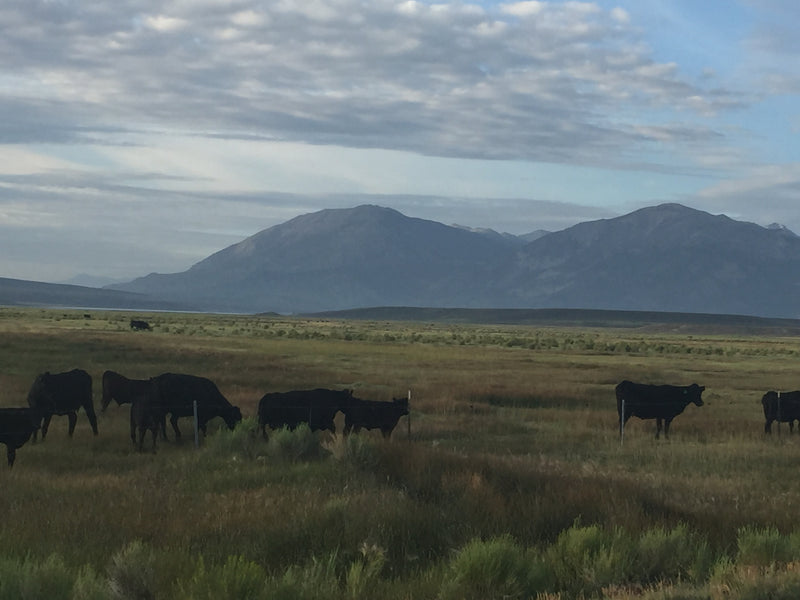 Cattle on the Coastal Range